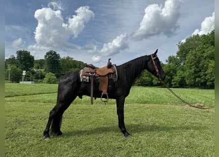 Tennessee walking horse, Ruin, 5 Jaar, Zwart