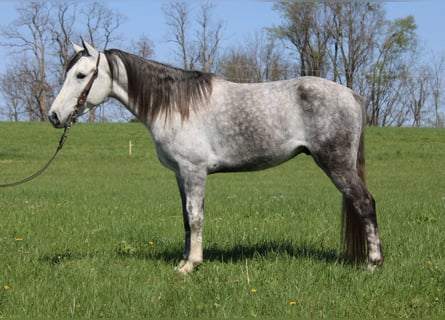 Tennessee walking horse, Ruin, 6 Jaar, 142 cm, Schimmel