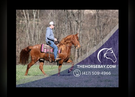 Tennessee walking horse, Ruin, 6 Jaar, 150 cm, Donkere-vos