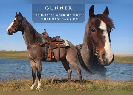 Tennessee walking horse, Ruin, 6 Jaar, Roan-Bay