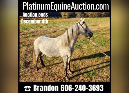 Tennessee walking horse, Ruin, 6 Jaar, Schimmel