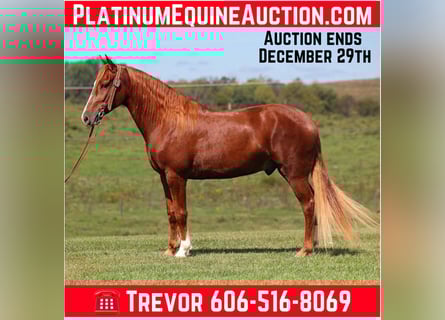 Tennessee walking horse, Ruin, 7 Jaar, Donkere-vos