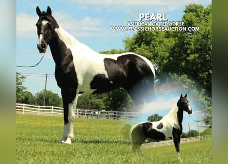 Tennessee walking horse, Ruin, 8 Jaar, 152 cm, Tobiano-alle-kleuren