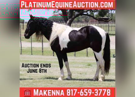 Tennessee walking horse, Ruin, 8 Jaar, 152 cm, Tobiano-alle-kleuren