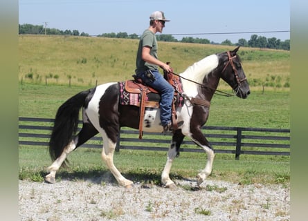 Tennessee walking horse, Ruin, 8 Jaar, Tobiano-alle-kleuren