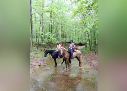 Tennessee walking horse, Ruin, 9 Jaar, 152 cm, Palomino