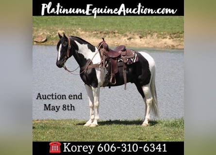 Tennessee walking horse, Ruin, 9 Jaar, 163 cm, Tovereo-alle-kleuren