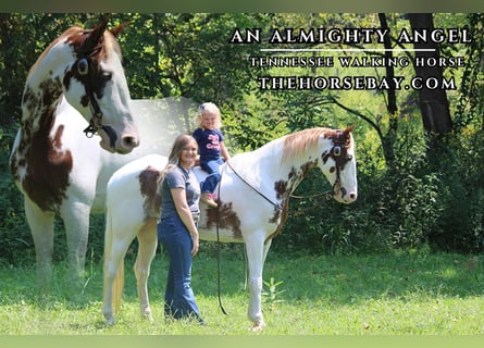 Tennessee Walking Horse, Sto, 12 år, 150 cm, Tobiano-skäck-alla-färger