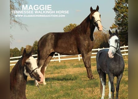 Tennessee Walking Horse, Sto, 3 år, 152 cm, Svart