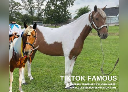 Tennessee Walking Horse, Sto, 9 år, 132 cm, Tobiano-skäck-alla-färger