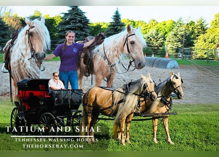 Tennessee Walking Horse, Stute, 10 Jahre, Palomino