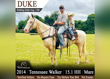 Tennessee Walking Horse, Stute, 12 Jahre, 155 cm, Champagne