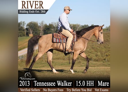 Tennessee Walking Horse, Stute, 13 Jahre, 152 cm, Buckskin