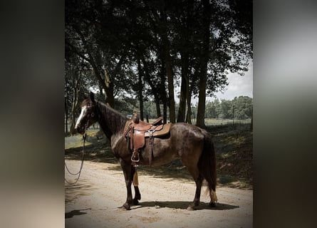 Tennessee Walking Horse, Stute, 13 Jahre, 152 cm, Rappe