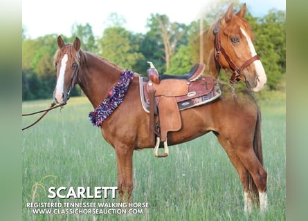 Tennessee Walking Horse, Stute, 3 Jahre, 152 cm, Rotfuchs