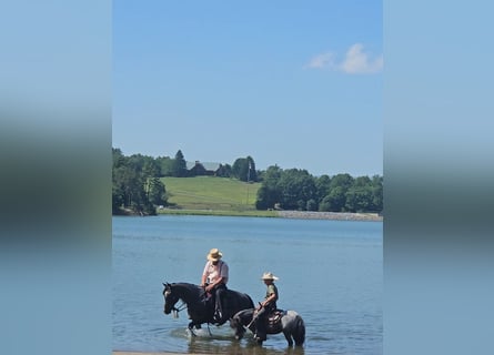 Tennessee Walking Horse, Stute, 5 Jahre, 155 cm, Roan-Blue