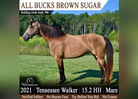 Tennessee Walking Horse, Stute, 5 Jahre, 157 cm, Buckskin