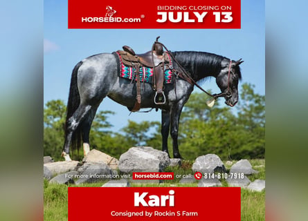 Tennessee Walking Horse, Stute, 5 Jahre, Roan-Blue