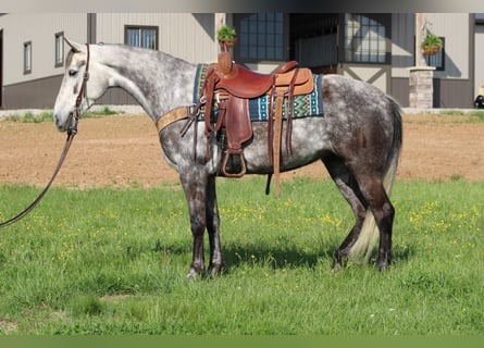 Tennessee Walking Horse, Stute, 7 Jahre, 152 cm, Schimmel