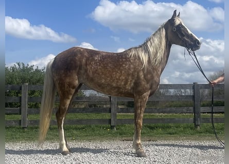 Tennessee Walking Horse, Stute, 9 Jahre, 152 cm, Apfelschimmel