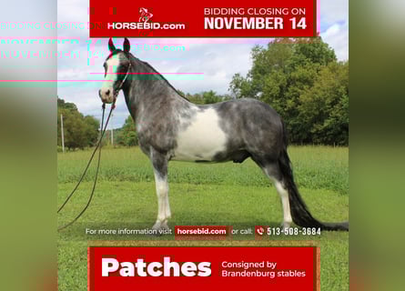 Tennessee Walking Horse, Valack, 15 år, 152 cm, Sabino