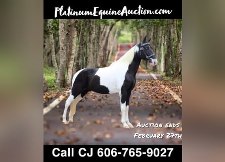 Tennessee Walking Horse, Valack, 15 år, Tobiano-skäck-alla-färger