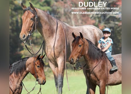 Tennessee Walking Horse, Valack, 3 år, 142 cm, Brun