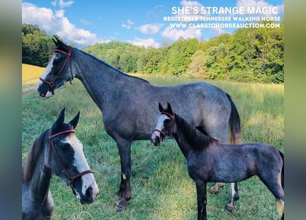 Tennessee Walking Horse, Valack, 3 år, 142 cm, Svart