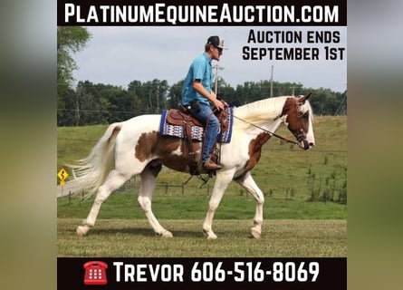 Tennessee Walking Horse, Valack, 4 år, 157 cm, Tobiano-skäck-alla-färger