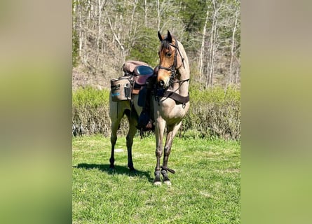 Tennessee Walking Horse, Valack, 5 år, 152 cm, Brun