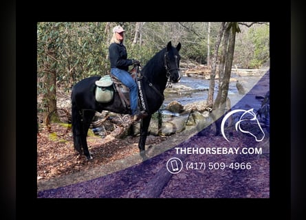 Tennessee Walking Horse, Valack, 5 år, 160 cm, Svart