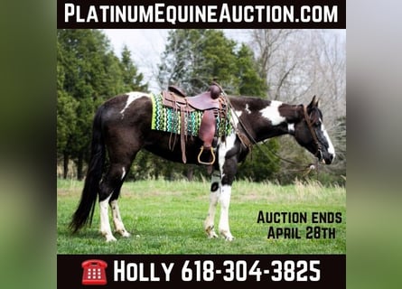 Tennessee Walking Horse, Valack, 5 år, 163 cm, Tobiano-skäck-alla-färger