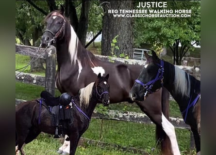 Tennessee Walking Horse, Valack, 6 år, 142 cm, Tobiano-skäck-alla-färger