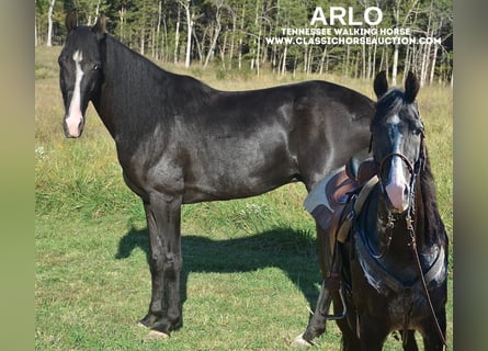 Tennessee Walking Horse, Valack, 6 år, 152 cm, Svart