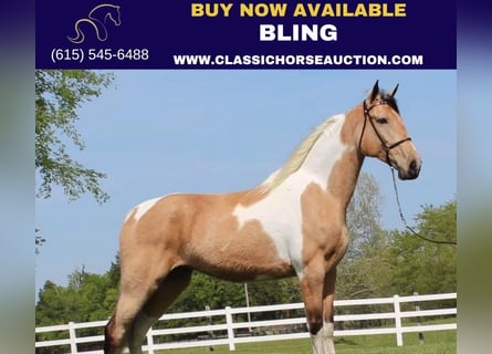 Tennessee Walking Horse, Valack, 7 år, 163 cm, Gulbrun