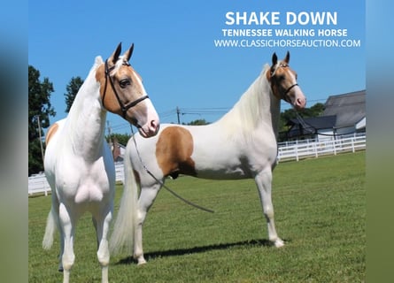 Tennessee Walking Horse, Valack, 8 år, 152 cm, Palomino