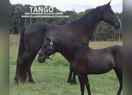 Tennessee Walking Horse, Valack, 8 år, 152 cm, Svart