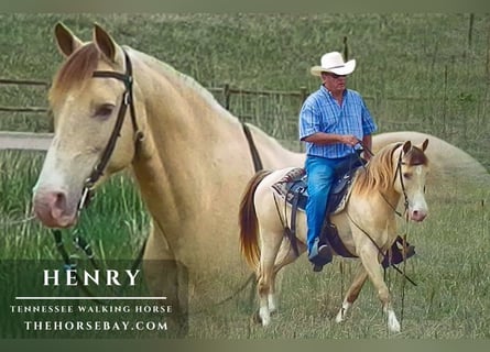 Tennessee Walking Horse, Wallach, 10 Jahre, 142 cm, Palomino