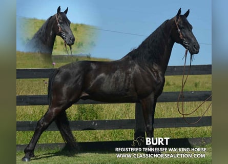 Tennessee Walking Horse, Wallach, 10 Jahre, 152 cm, Rappe