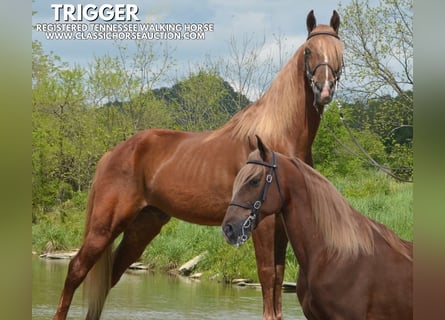 Tennessee Walking Horse, Wallach, 10 Jahre, 152 cm, Rotfuchs