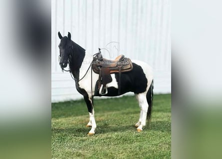 Tennessee Walking Horse, Wallach, 10 Jahre, 152 cm, Tobiano-alle-Farben