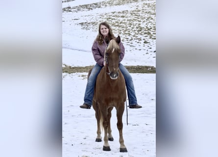 Tennessee Walking Horse, Wallach, 10 Jahre, 155 cm, Rotfuchs