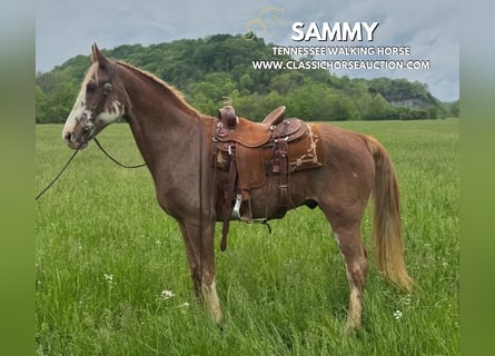 Tennessee Walking Horse, Wallach, 10 Jahre, 163 cm, Rotbrauner