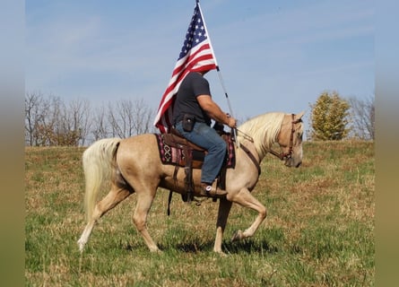 Tennessee Walking Horse, Wallach, 11 Jahre, 157 cm, Palomino