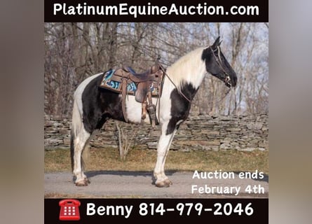 Tennessee Walking Horse, Wallach, 11 Jahre, 157 cm, Tobiano-alle-Farben
