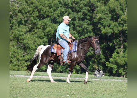 Tennessee Walking Horse, Wallach, 12 Jahre, 142 cm, Tobiano-alle-Farben