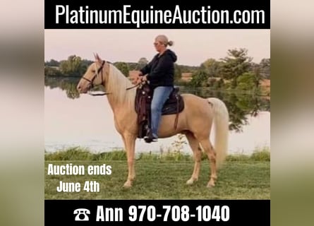 Tennessee Walking Horse, Wallach, 12 Jahre, 152 cm, Palomino