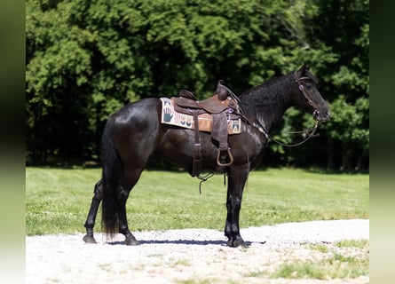 Tennessee Walking Horse, Wallach, 12 Jahre, 152 cm, Rappe