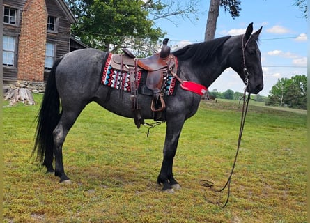 Tennessee Walking Horse, Wallach, 12 Jahre, 152 cm, Roan-Blue