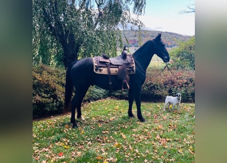 Tennessee Walking Horse, Wallach, 12 Jahre, 155 cm, Rappe